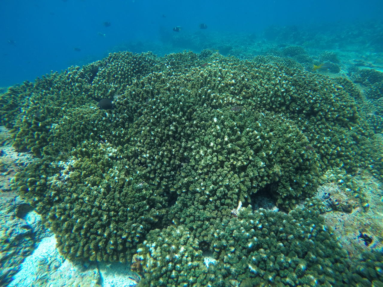 Pocillopora corals are dominant in the ETP. A single large Pocillopora colony growing on Isla Champion in the Galápagos Islands, Ecuador.