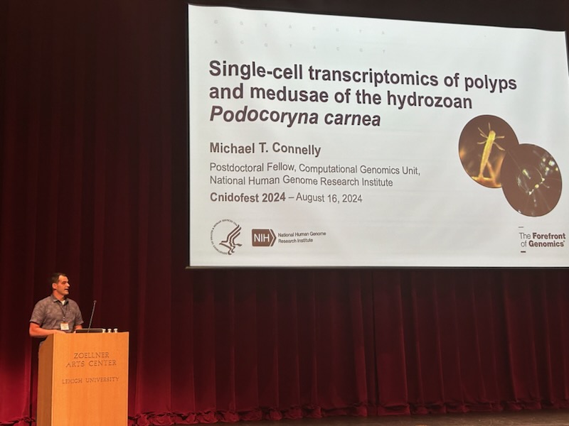 Presenting early work on Podocoryna cell type diversity at Cnidofest 2024.