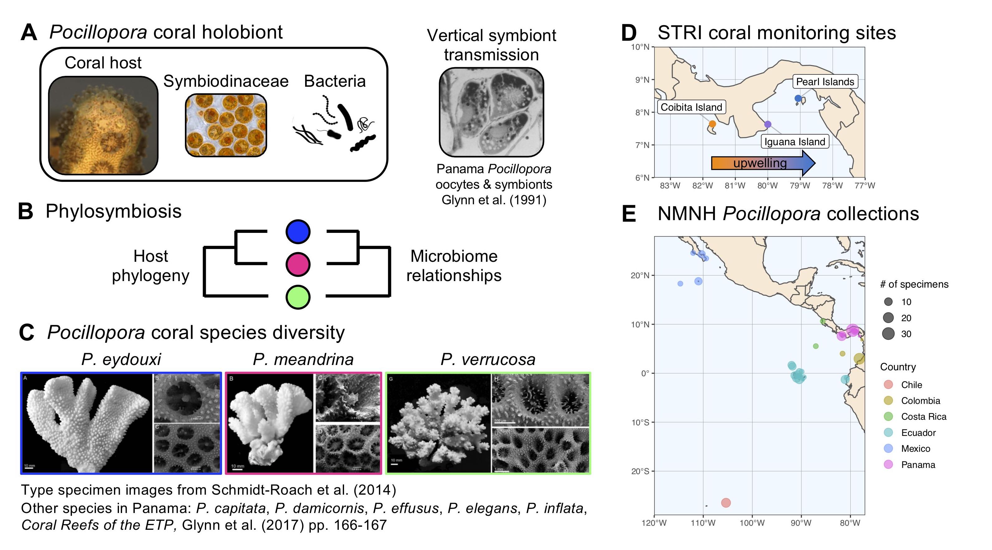 SI BioG project summary. (A) The Pocillopora coral holobiont comprises the coral host and symbiotic algae and bacteria, some of which are transmitted between host generations. (B) Phylosymbiosis occurs when the relationships between symbiotic microbial communities recapitulate host phylogenetic relationships. (C) Coral branch morphology and corallite microstructure for three Pocillopora species last revised in Schmidt-Roach et al. (2014), correspondence between genetics and morphological characters has not been assessed for the eight morphospecies that are present in Panamá. (D) Location of STRI coral monitoring sites in the Gulf of Chiriquí and Gulf of Panamá. (E) Locations and numbers of preserved Pocillopora coral specimens in the NMNH Invertebrate Zoology collections.