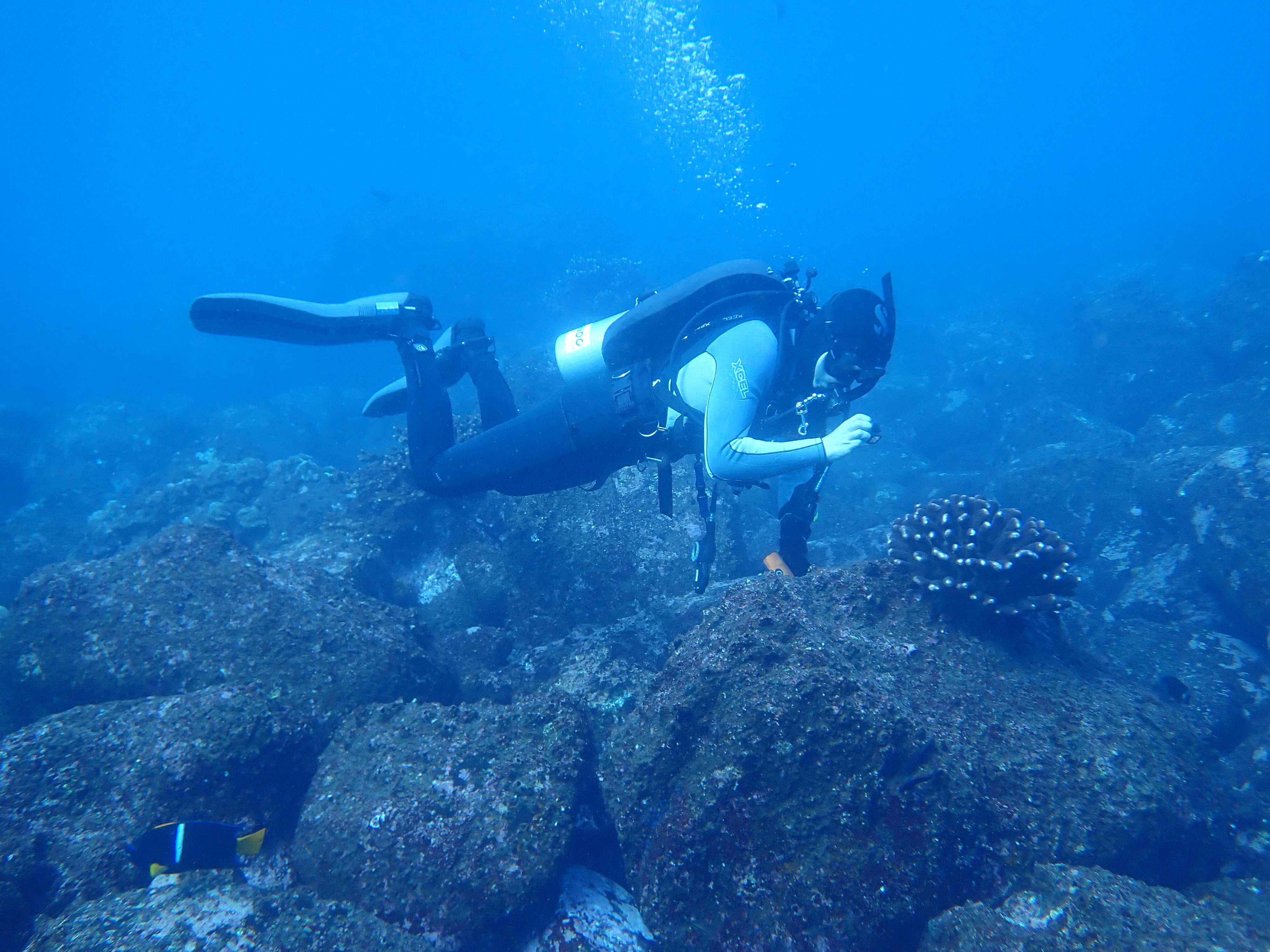 Taking photos of a Pocillopora colony at Isla Wolf in the Galápagos Islands, Ecuador.