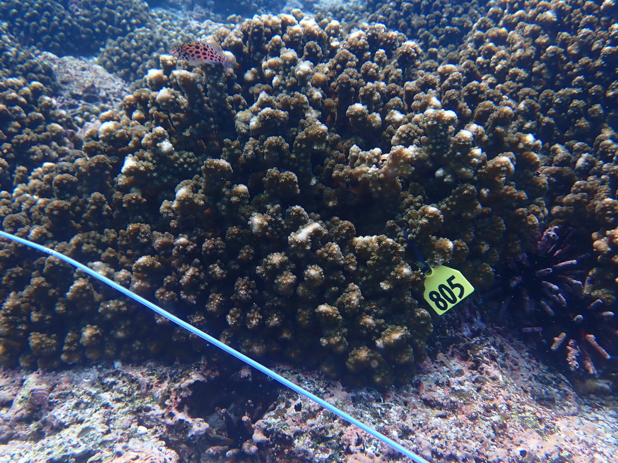 Pocillopora colony at Isla Champion in the Galápagos Islands, Ecuador.