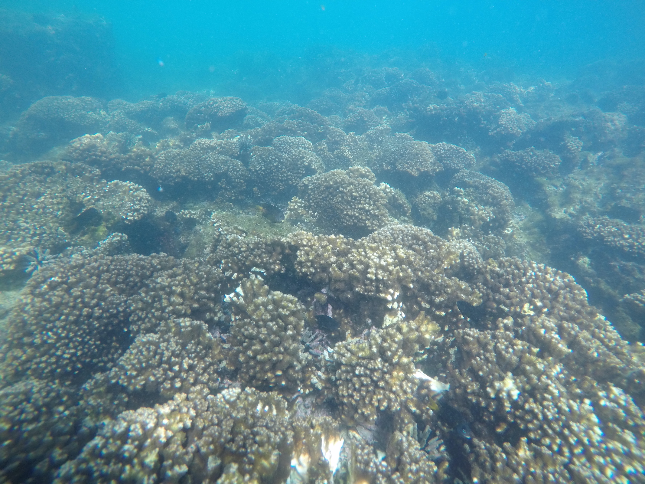 Pocillopora corals are widespread. Pocillopora colonies growing in the lagoon at Concha y Perla, Isla Isabela, Galápagos.