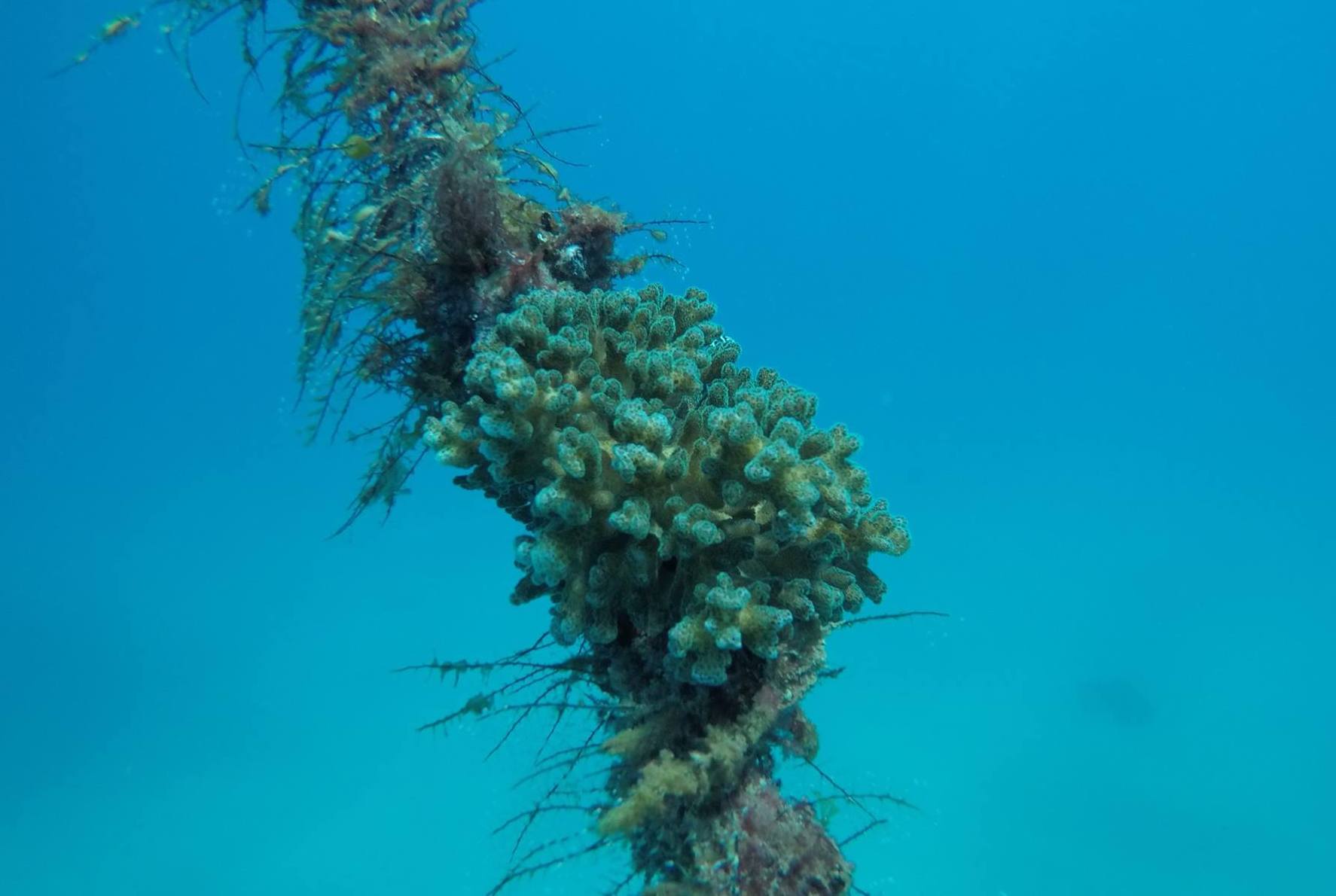 Pocillopora corals are resilient. Pocillopora acuta colony growing on a mooring line near Houbihu harbor in Kenting, Taiwan.