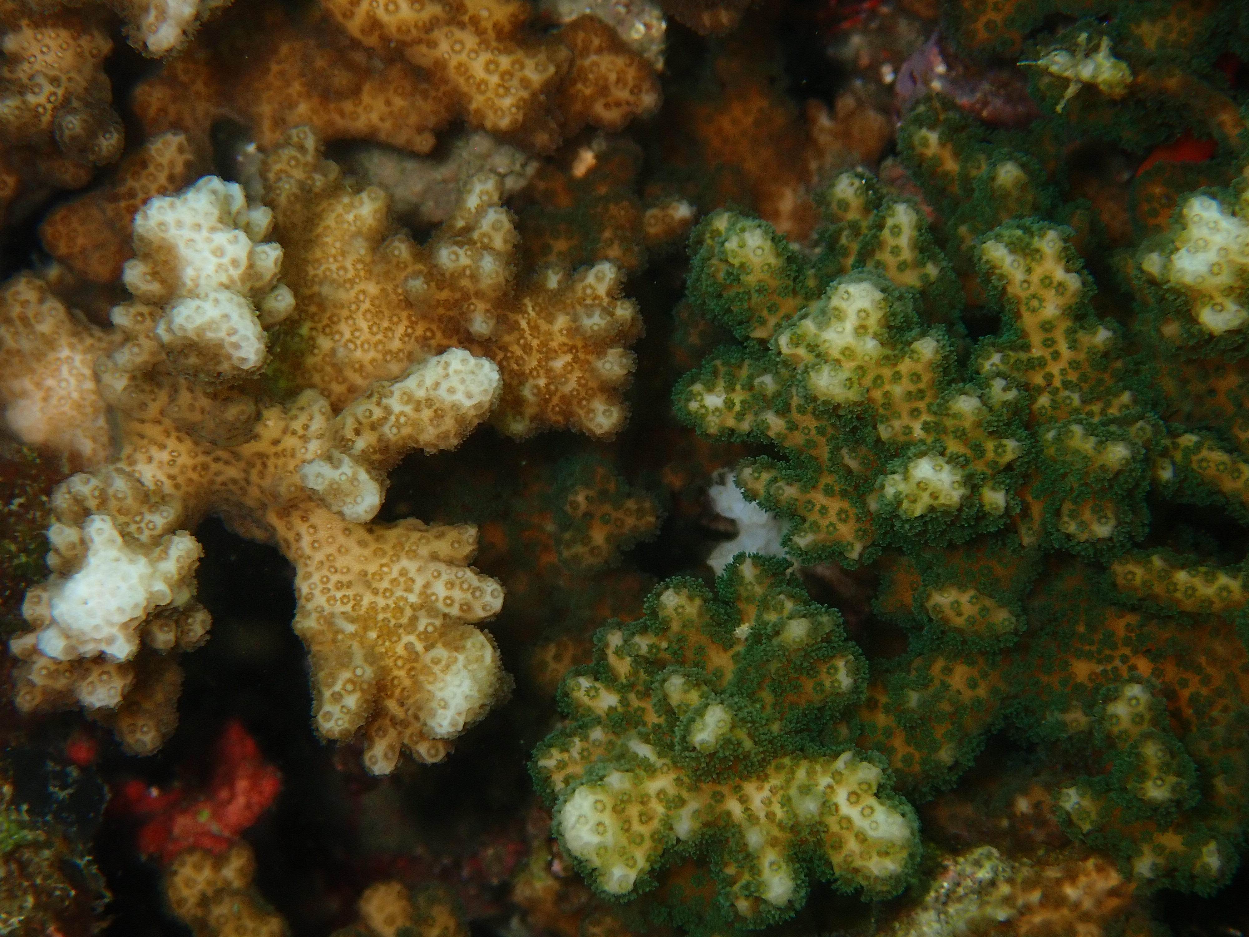 Pocillopora corals are diverse. Different Pocillopora color morphs at Isla San Pedro in Isla San Pedro in Las Perlas, Panamá.