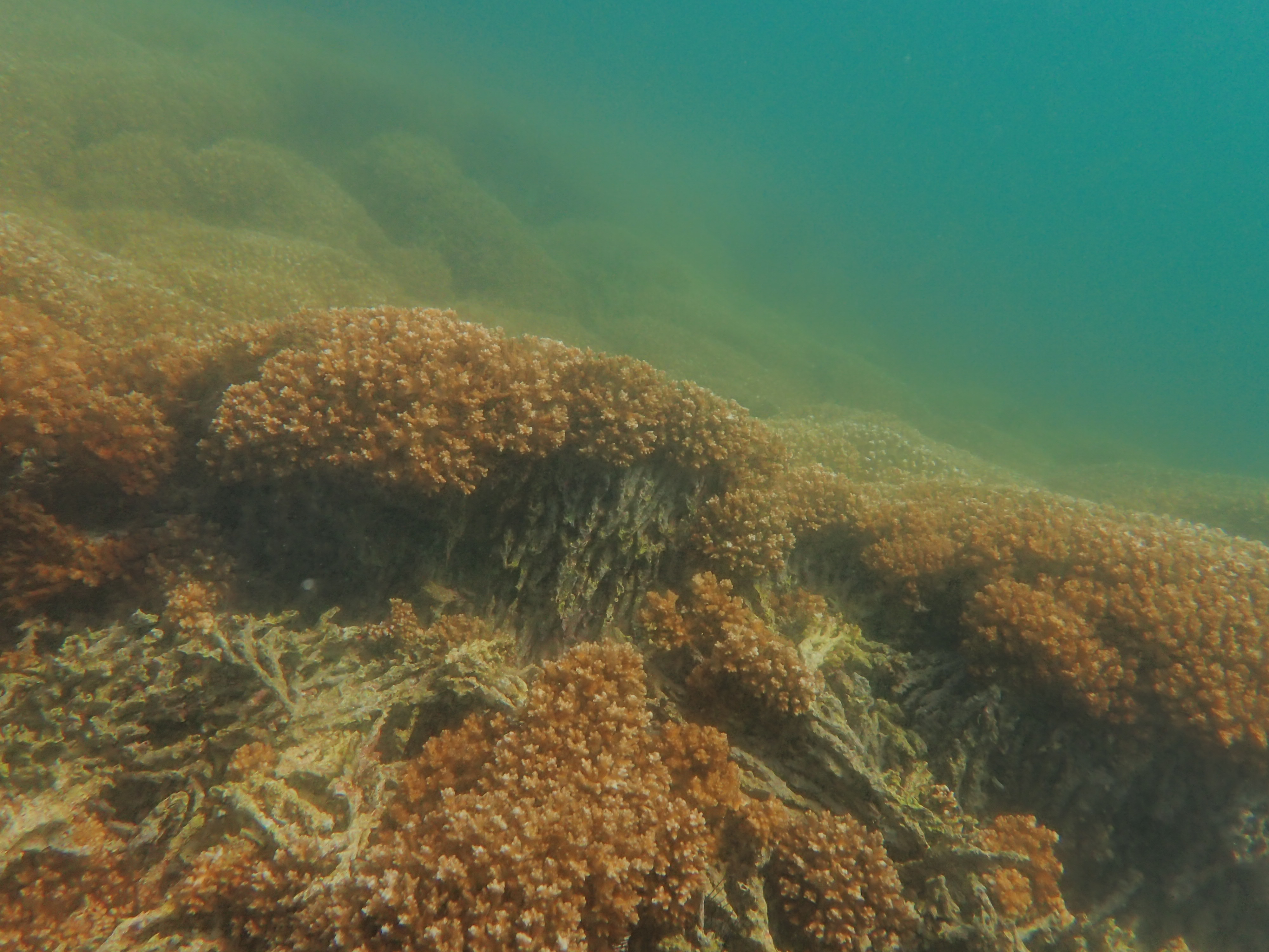 Pocillopora reef framework. Pocillopora coral reef accretion at Isla San Pedro in Las Perlas, Panamá.