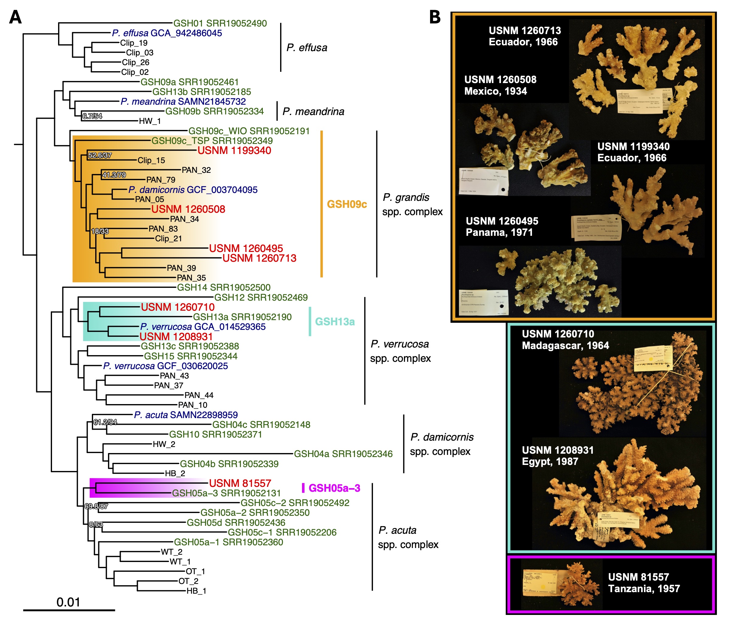 UCE target enrichment sequencing enables phylogenetic analysis of dry USNM voucher specimens.