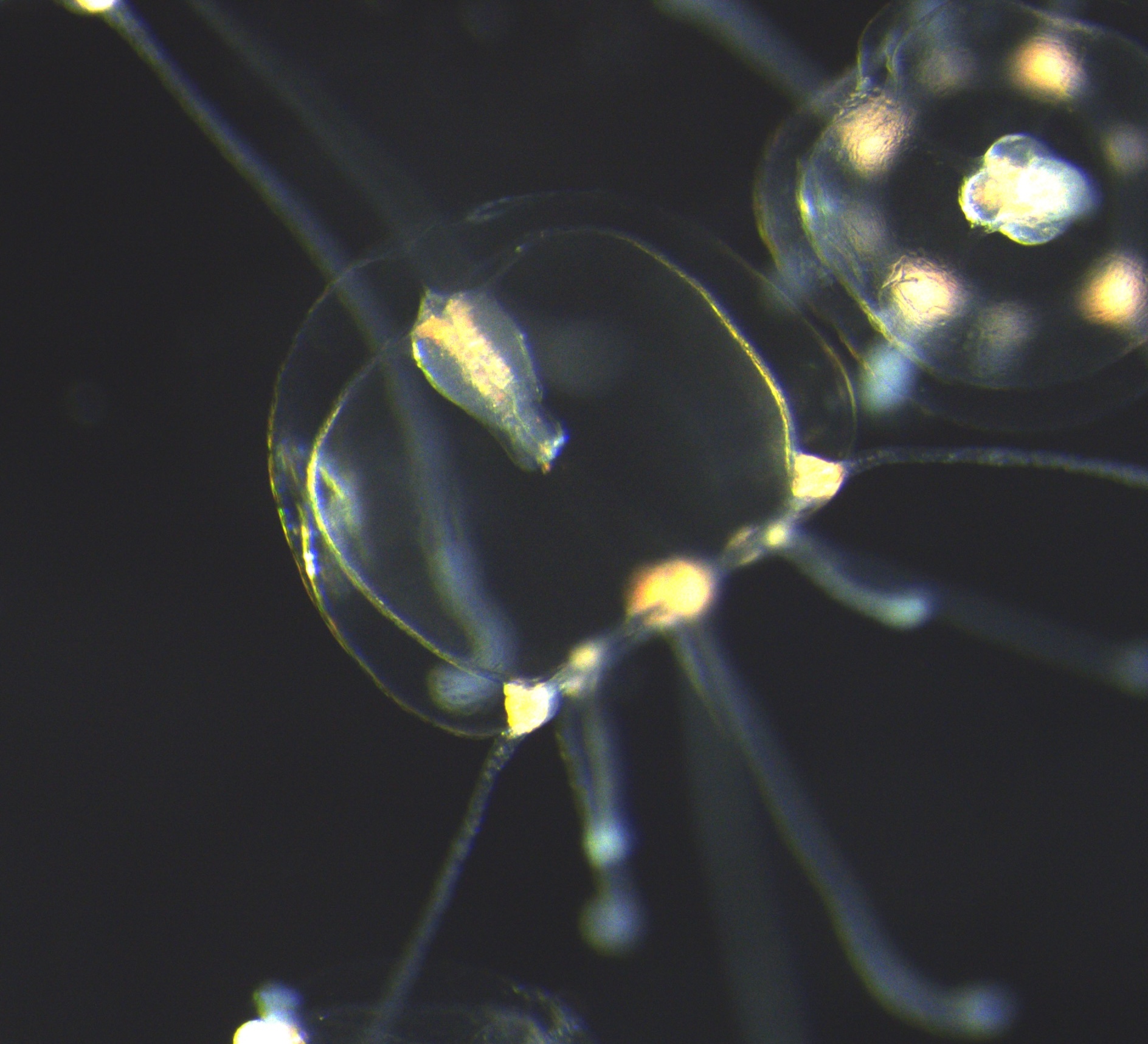 Polyp colonies and medusae in the Podocoryna life cycle